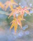 USA- Washington State- Seabeck. Japanese maple leaves after autumn rainstorm. Art Print